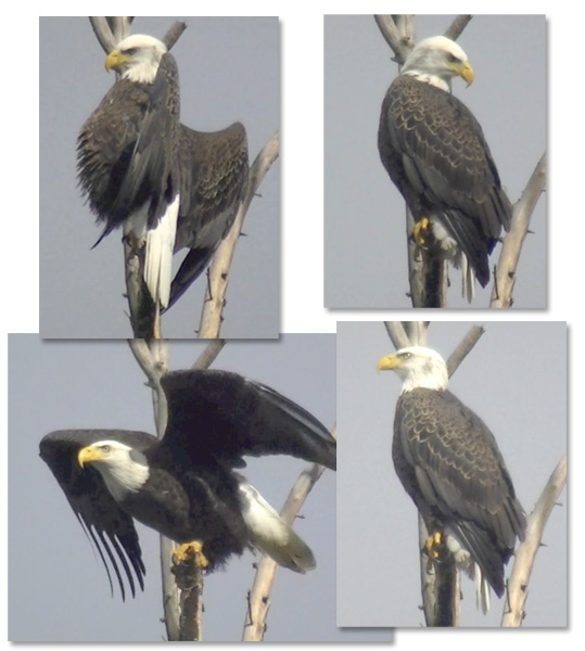 Bald Eagle living near Townsend, Tennessee.